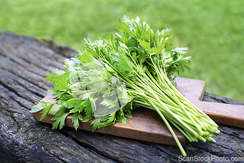 Image of Parsley harvest