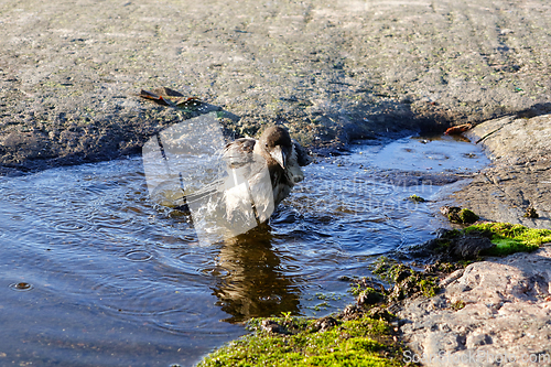 Image of Young Hooded Crow Taking a Bath 3