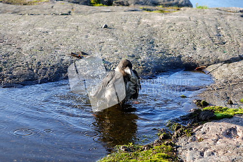 Image of Young Hooded Crow Taking a Bath 4