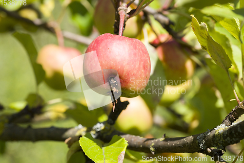 Image of worm apple