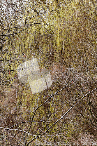 Image of tree branches