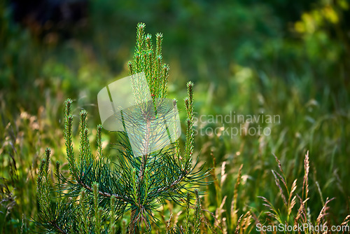 Image of Denmark nature, countryside and environment. Nature in the Kingdom of Denmark.