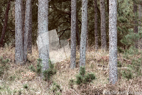 Image of Denmark nature, countryside and environment. Nature in the Kingdom of Denmark.