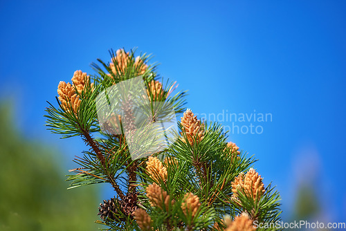 Image of Denmark nature, countryside and environment. Nature in the Kingdom of Denmark.