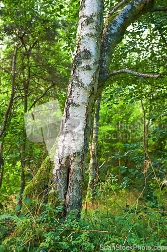 Image of Denmark nature, countryside and environment. Nature in the Kingdom of Denmark.