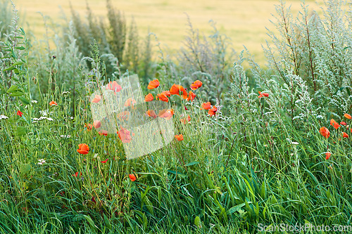 Image of Denmark nature, countryside and environment. Nature in the Kingdom of Denmark.