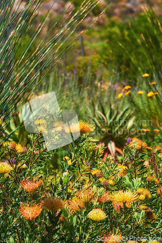 Image of Denmark nature, countryside and environment. Nature in the Kingdom of Denmark.