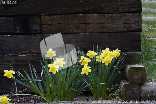 Image of daffodils