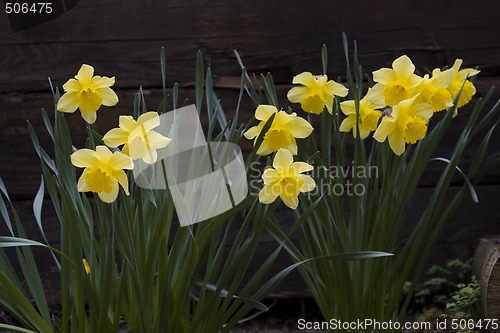 Image of Daffodils