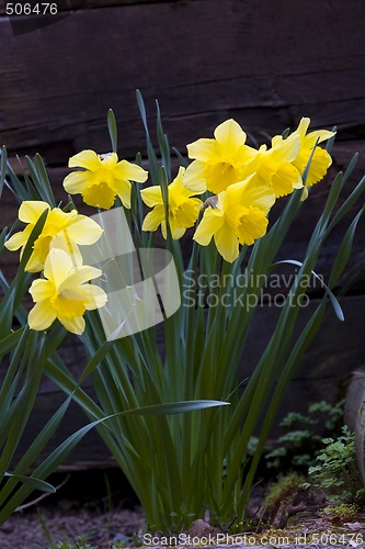 Image of daffodils