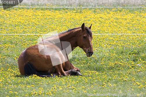 Image of resting amongst dandelions