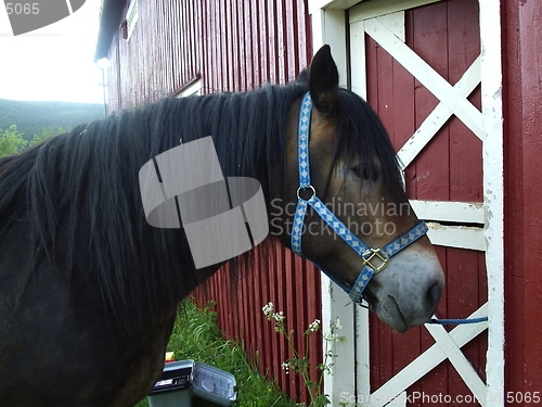 Image of Horse