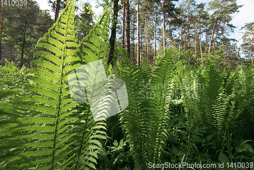 Image of Green ferns plant