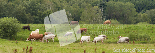 Image of Denmark nature, countryside and environment. Nature in the Kingdom of Denmark.