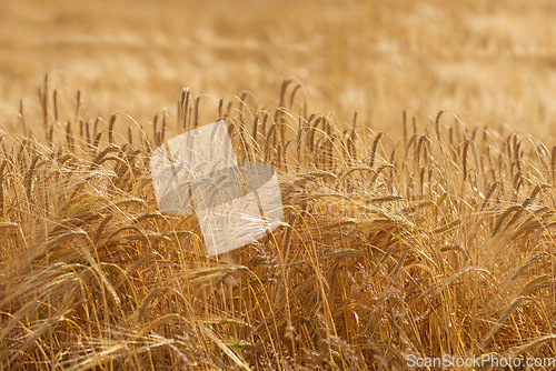 Image of Denmark nature, countryside and environment. Nature in the Kingdom of Denmark.