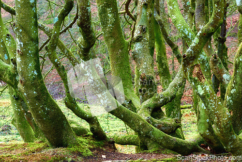 Image of Denmark nature, countryside and environment. Nature in the Kingdom of Denmark.