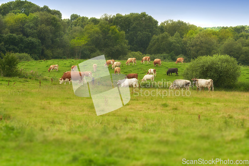 Image of Denmark nature, countryside and environment. Nature in the Kingdom of Denmark.