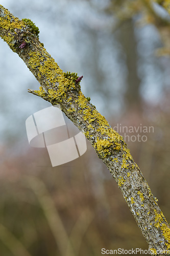 Image of Denmark nature, countryside and environment. Nature in the Kingdom of Denmark.