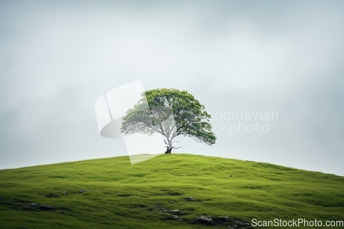 Image of Single tree on green hill