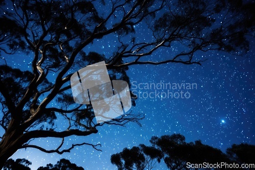 Image of Tree branches under night sky