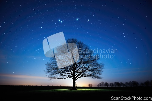 Image of Lonely old tree against night sky