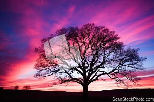 Image of Lonely old tree against night sky