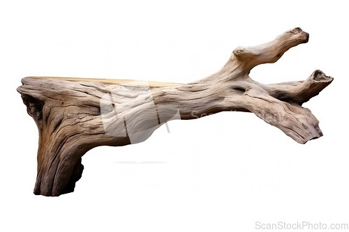 Image of Tree branch on white