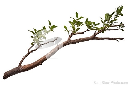 Image of Tree branch on white