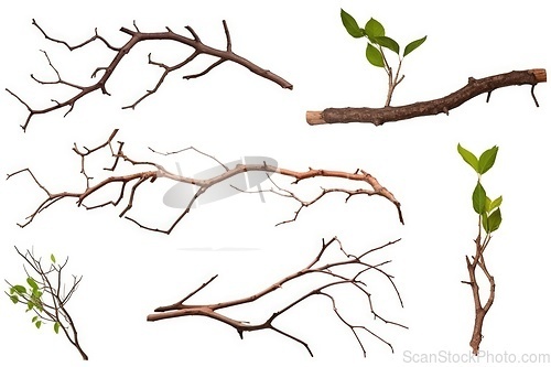 Image of Set of tree branches on white