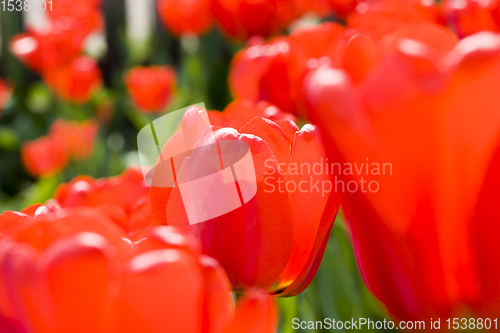 Image of red flowers Tulip