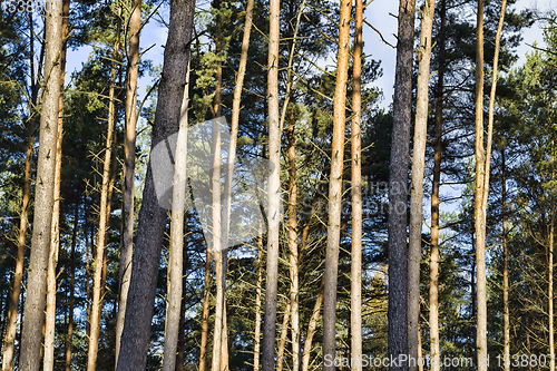 Image of coniferpines, closeup