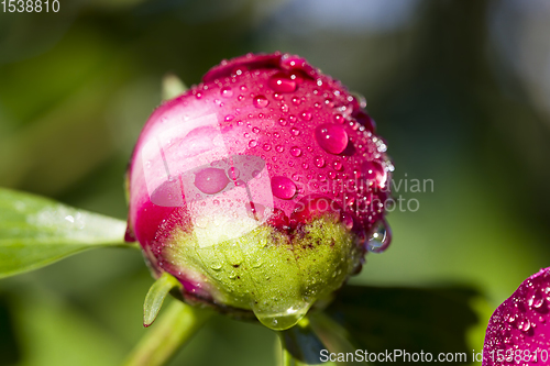 Image of peony is covered with drops