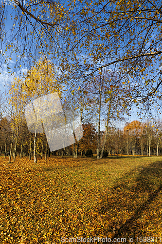 Image of beautiful birch foliage