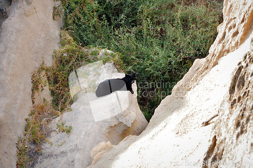 Image of Stray cat in coastal cliffs.