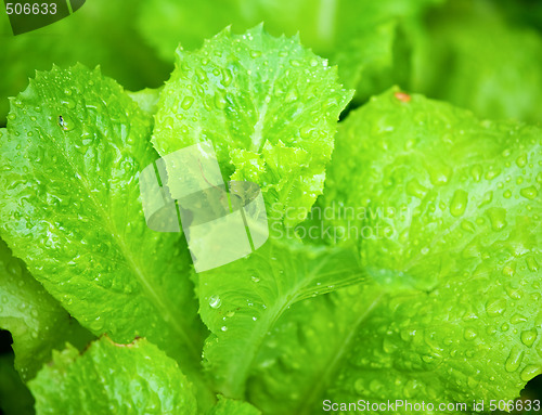 Image of Lettuce leaves