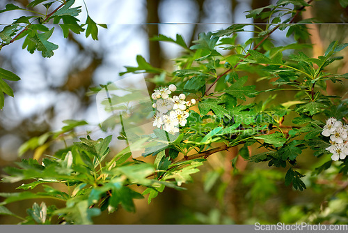 Image of Denmark nature, countryside and environment. Nature in the Kingdom of Denmark.