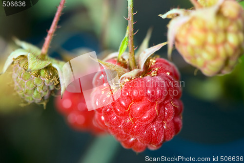Image of Raspberry