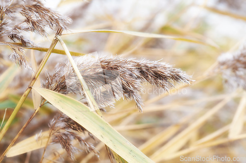 Image of Denmark nature, countryside and environment. Nature in the Kingdom of Denmark.