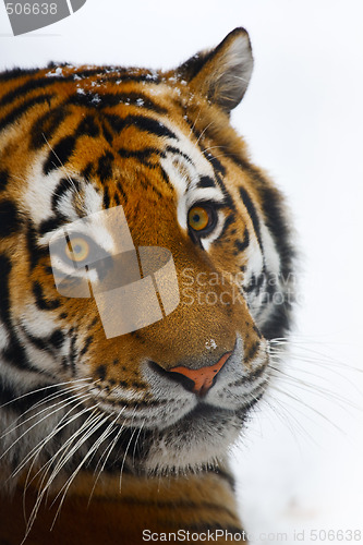 Image of Tiger portrait