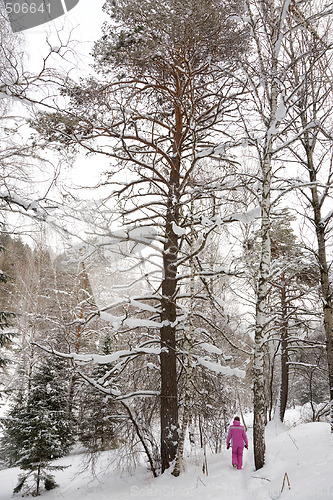Image of Winter landscape