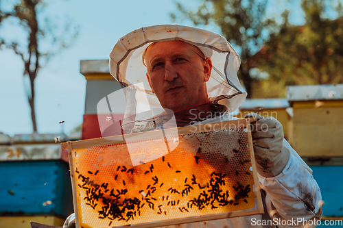 Image of Beekeeper checking honey on the beehive frame in the field. Small business owner on apiary. Natural healthy food produceris working with bees and beehives on the apiary.