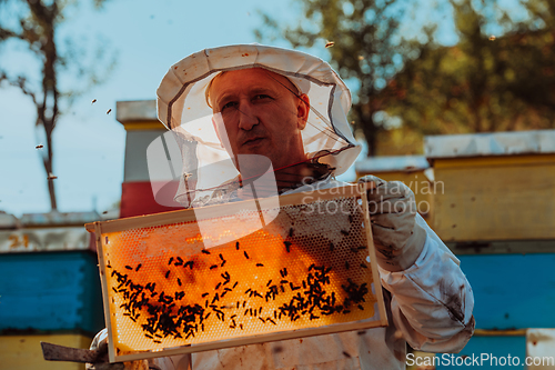 Image of Beekeeper checking honey on the beehive frame in the field. Small business owner on apiary. Natural healthy food produceris working with bees and beehives on the apiary.