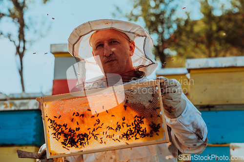 Image of Beekeeper checking honey on the beehive frame in the field. Small business owner on apiary. Natural healthy food produceris working with bees and beehives on the apiary.