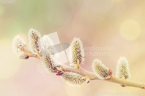 Image of pussy-willow holiday, spring background