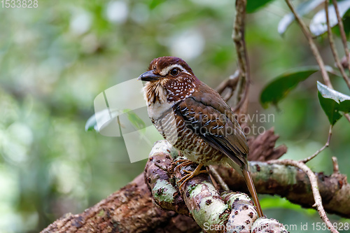 Image of Short-legged Ground-Roller, Masoala, Madagascar