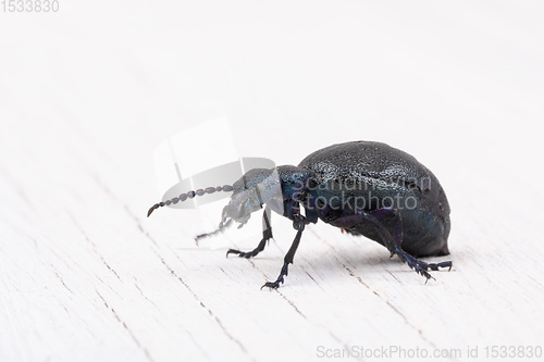 Image of poisonous violet oil beetle isolated on white