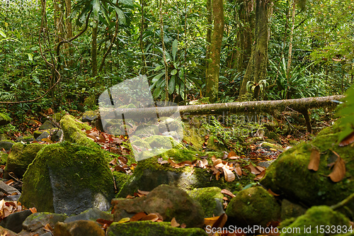 Image of primary rainforest jungle Madagascar