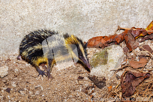 Image of Endemic Tailless Tenrec, Madagascar Wildlife