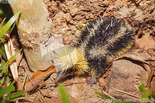 Image of Endemic Tailless Tenrec, Madagascar Wildlife