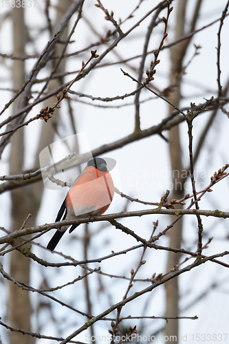 Image of color bird Eurasian Bullfinch